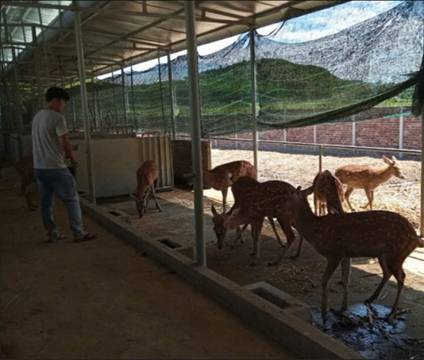 thanh niên Đinh Đức Phú - Từ xuất khẩu lao động đến làm giàu trên quê hương bằng mô hình nuôi Hưu lấy nhung.