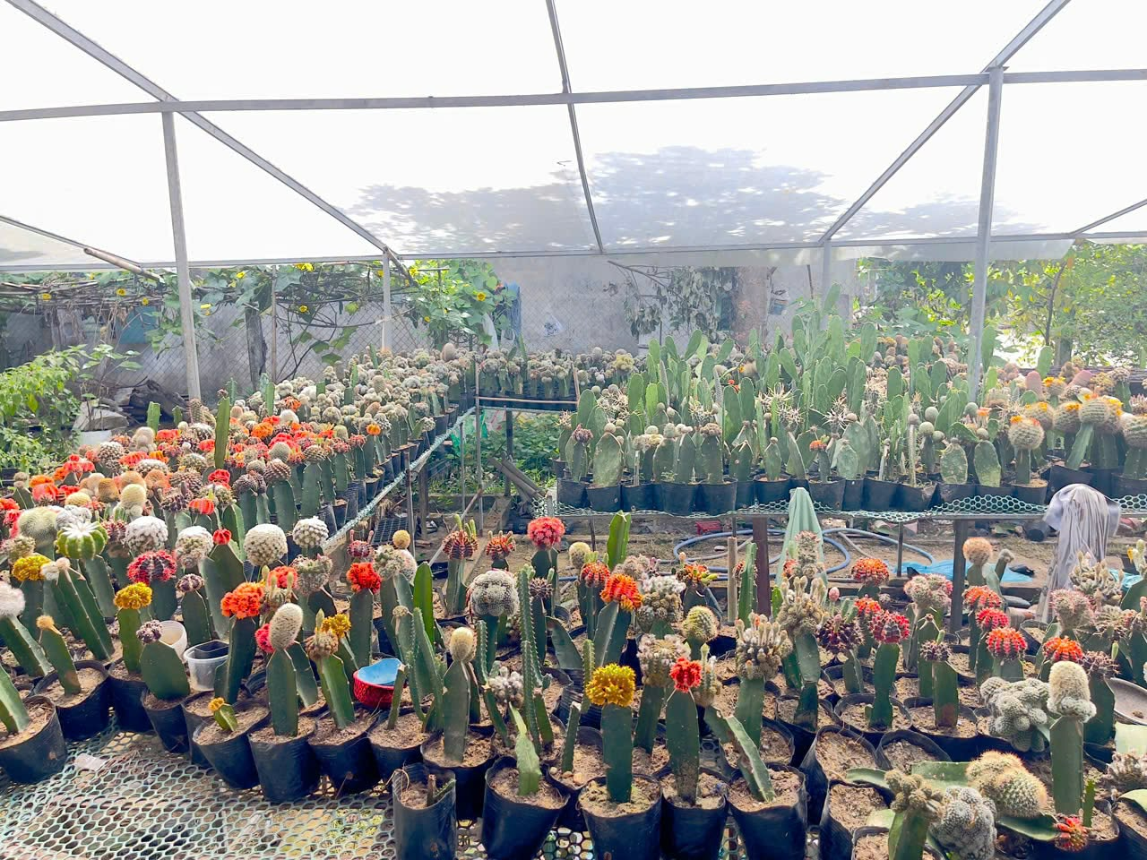 THANH NIÊN DÁM NGHĨ, DÁM LÀM: KHỞI NGHIỆP TỪ MÔ HÌNH TRỒNG XƯƠNG RỒNG TRÊN ĐẤT PHÚ THUẬN