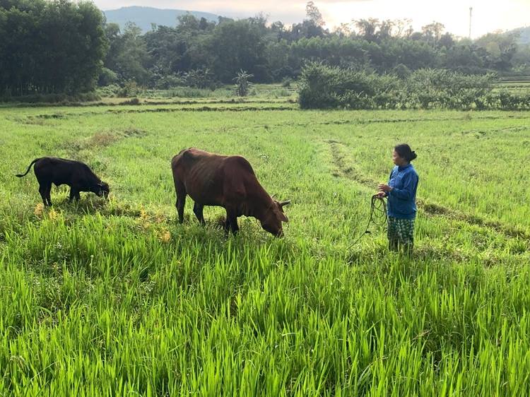 Hỗ trợ sinh kế cho hộ nghèo thông qua dự án liên kết chuỗi giá trị thuộc chương trình mục tiêu quốc gia giảm nghèo bền vững
