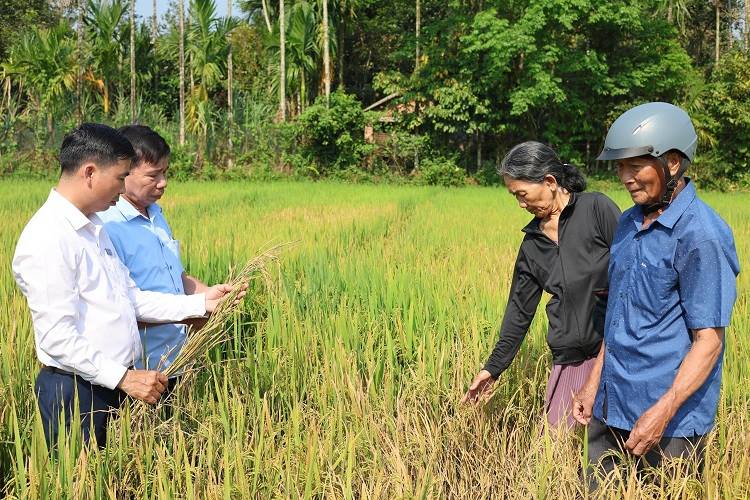 XUẤT HIỆN RẦY NÂU GÂY HẠI LÚA TẠI CÁNH ĐỒNG THÔN NHỨT ĐÔNG