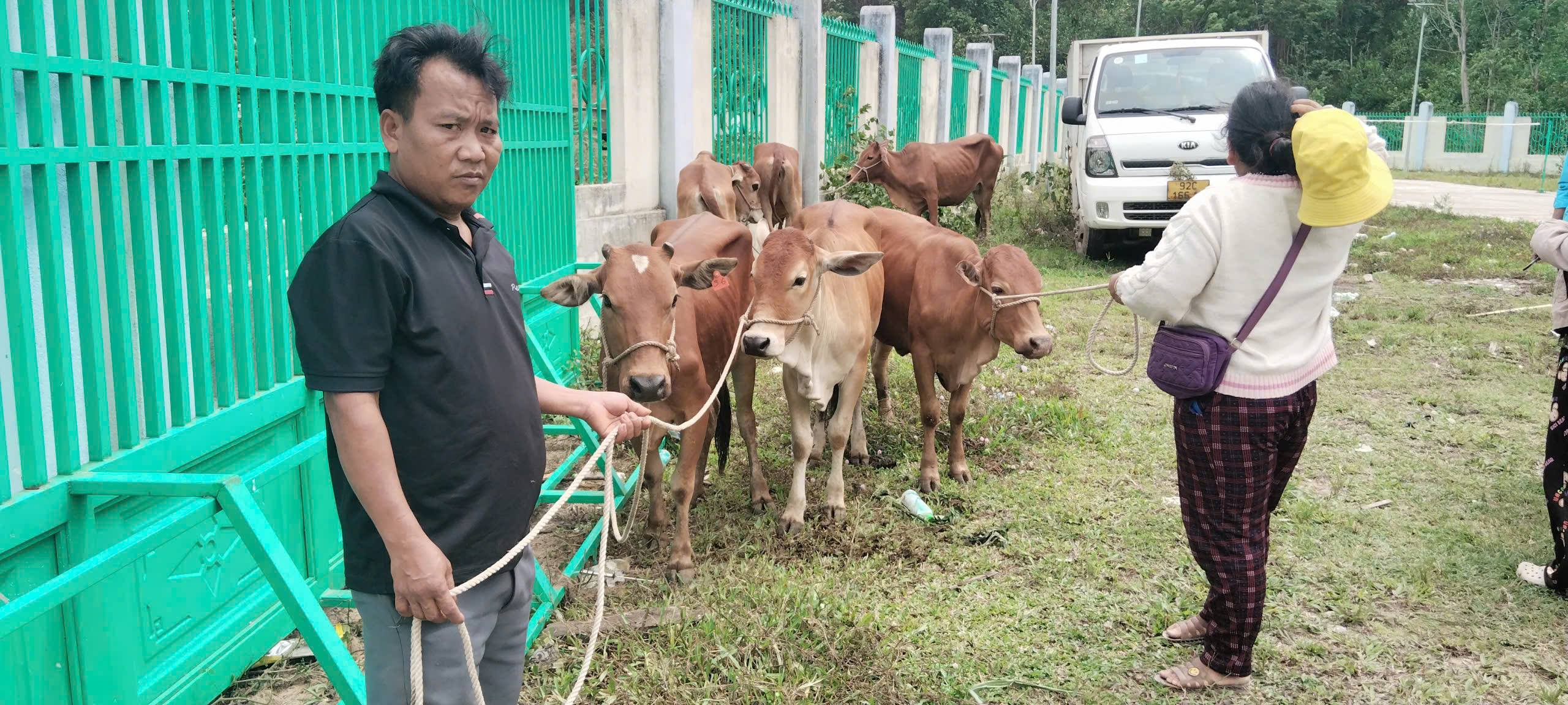 LA ÊÊ TRIỂN KHAI CUNG ỨNG 94 CON BÒ GIỐNG CHO 30 HỘ DÂN THAM GIA DỰ ÁN LIÊN KẾT THEO CHUỖI GIÁ TRỊ