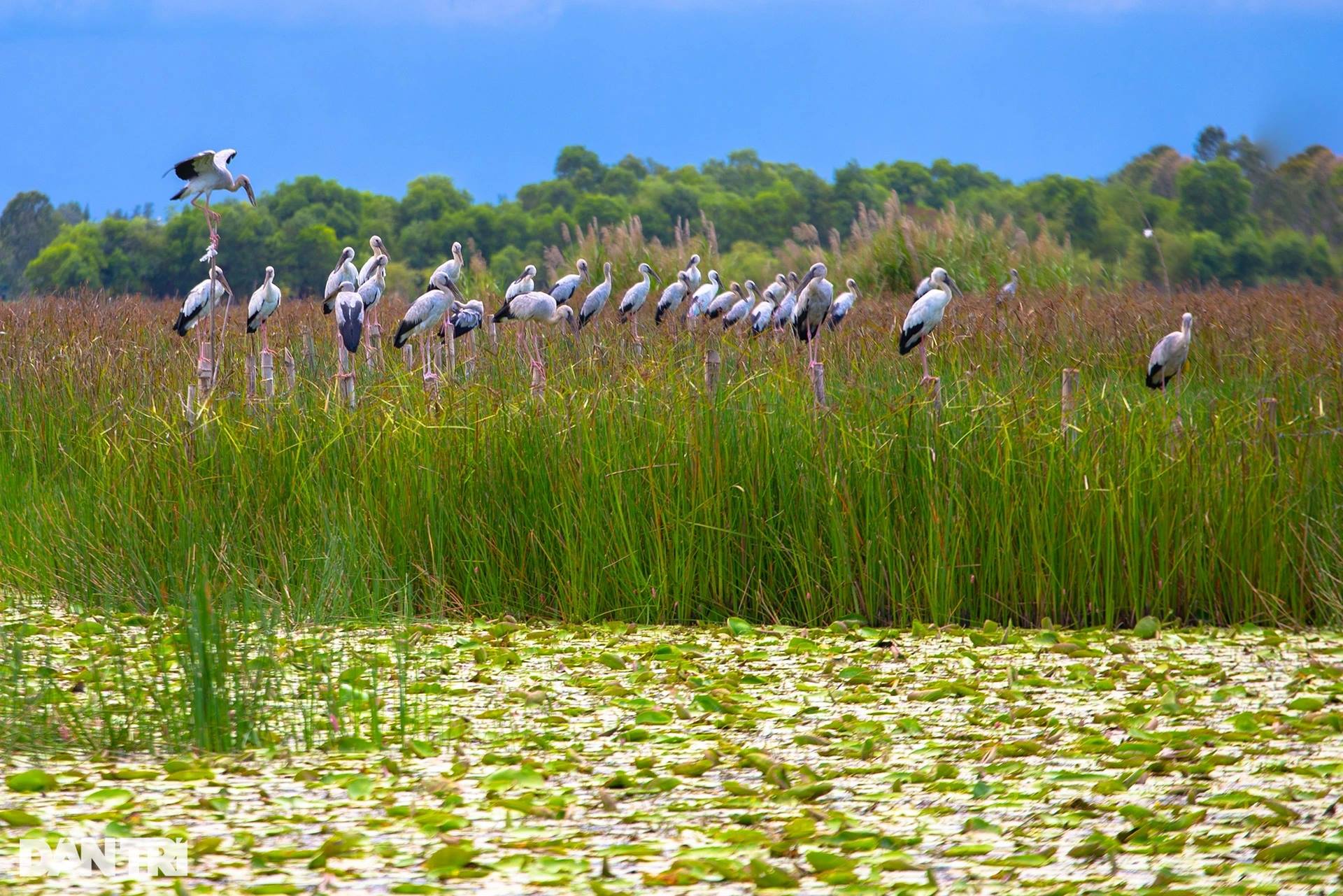 Khám phá vẻ đẹp hoang sơ Bãi Sậy sông Đầm giữa lòng Quảng Nam