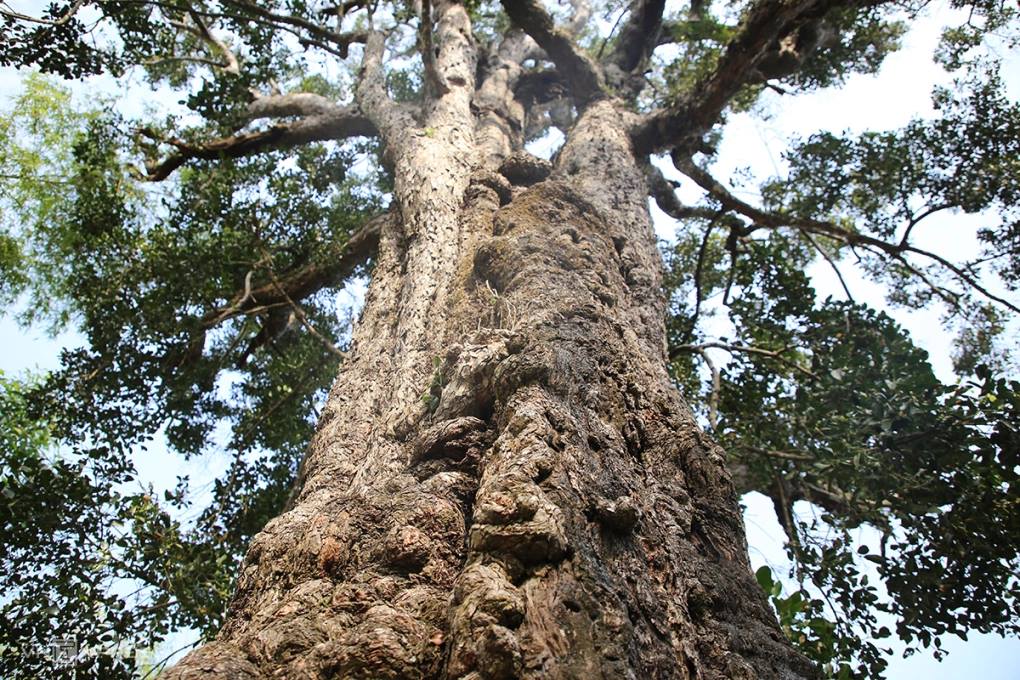 Đài quan sát trên cây rỏi mật 500 tuổi