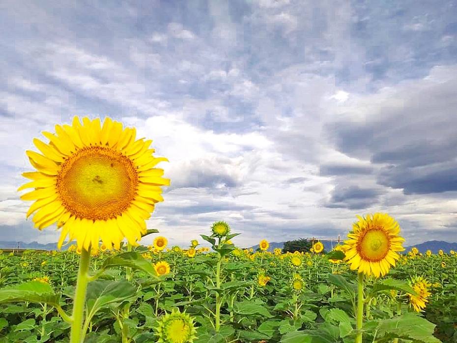 VU GIA MÙA HOA HƯỚNG DƯƠNG NỞ NƠI NẮNG VÀNG