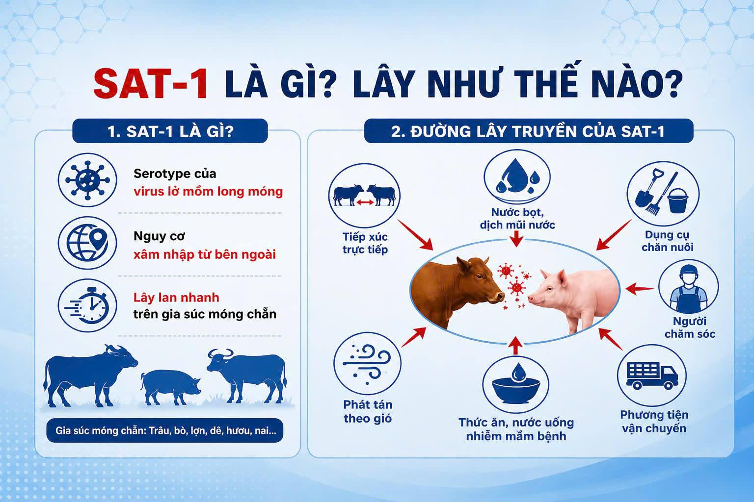 QUYẾT LIỆT CHỦ ĐỘNG NGĂN CHẶN VÀ ỨNG PHÓ NGUY CƠ DỊCH BỆNH LỞ MỒM LONG MÓNG  SAT-1