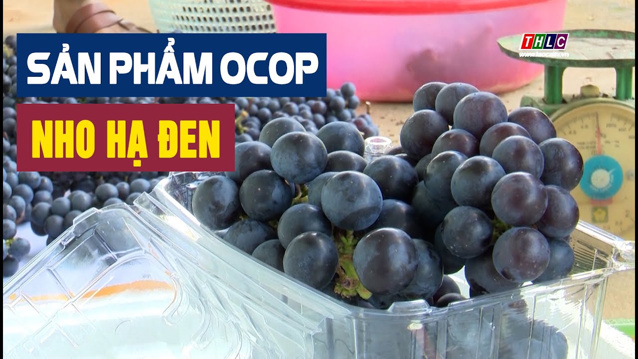 NHO HẠ ĐEN - SÔNG MÃ