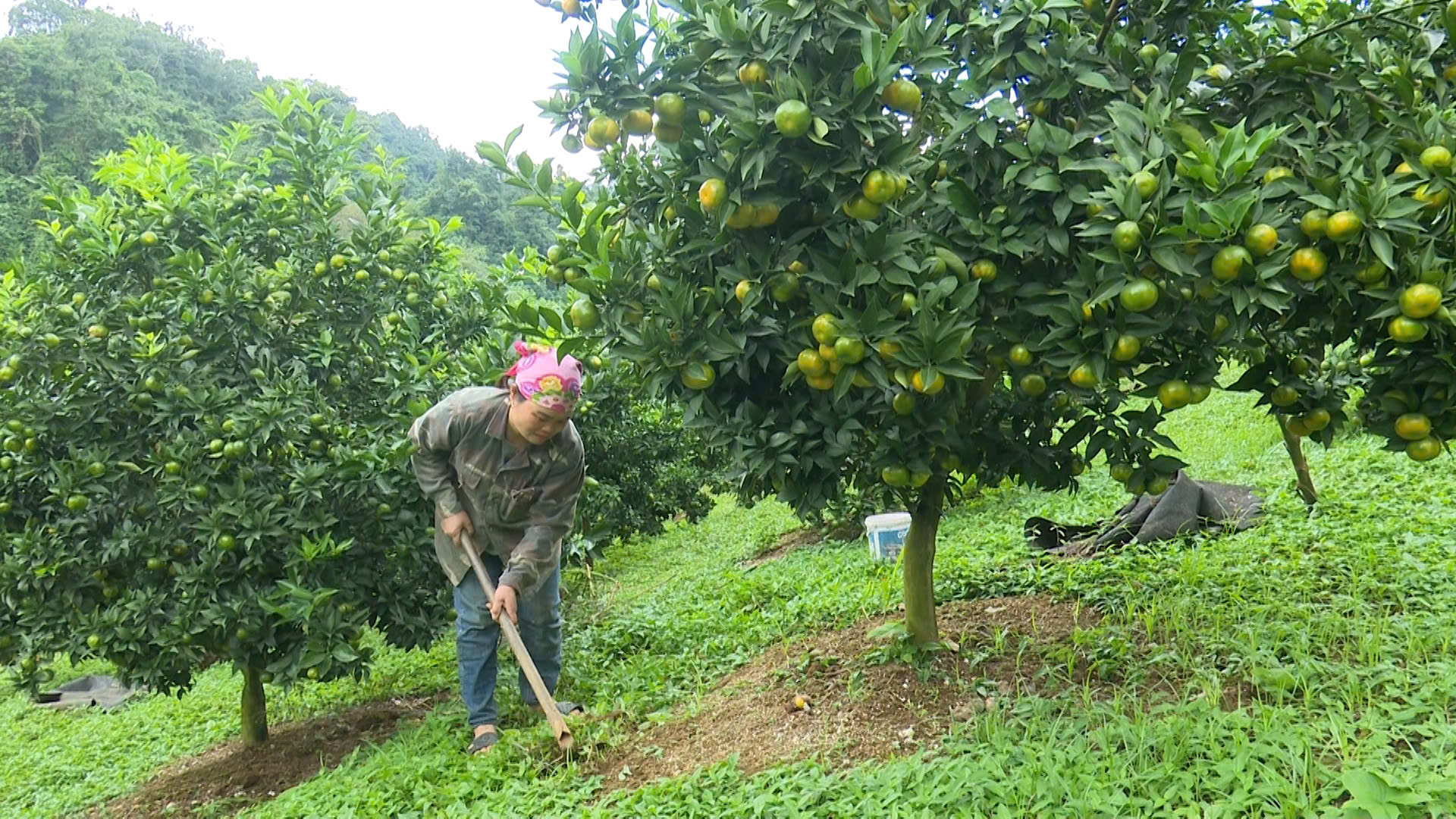 Cam đường canh Vân Hồ - Sẵn sáng cho mùa quả ngọt
