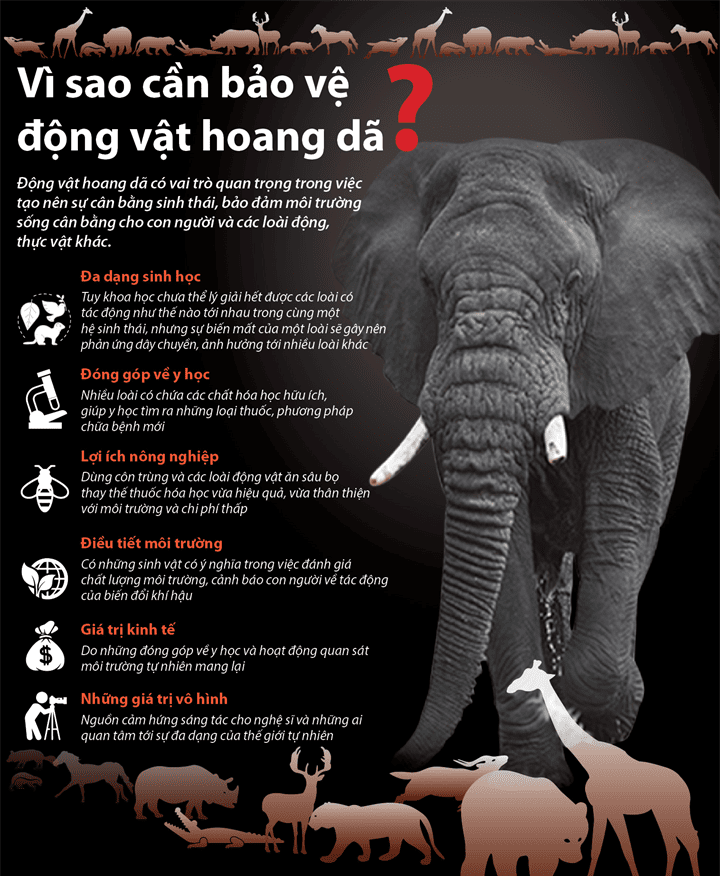 Bệnh viện Đa khoa An Lão - Tuyên Truyền về Bảo Vệ Động Vật Hoang Dã và Nguồn Lợi Thủy Sản