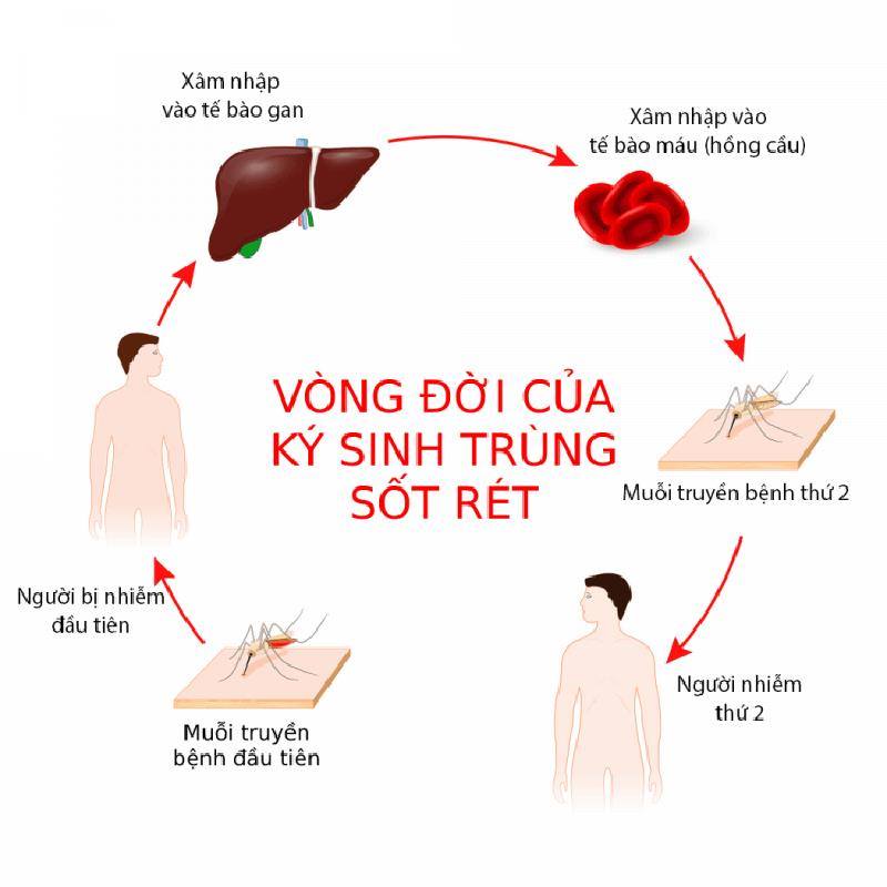 PHÒNG, CHỐNG BỆNH SỐT RÉT