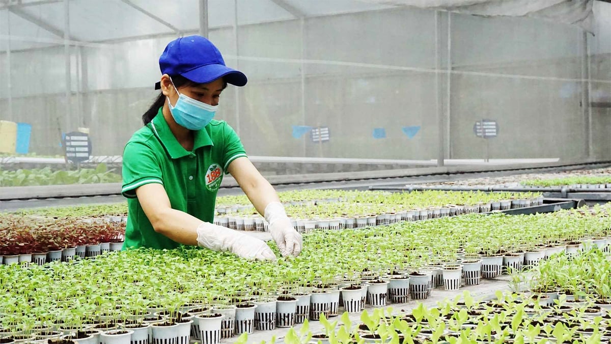 Các sản phẩm rau thủy canh Green Farm 188 đã được chứng nhận là sản phẩm OCOP 3 sao Quảng Ninh. Ảnh: Công thông tin điện tử tỉnh Quảng Ninh.