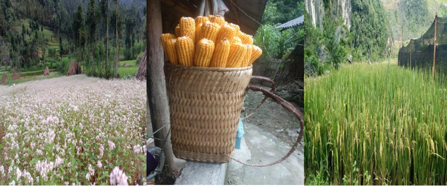 Báo cáo chắt lọc nghiên cứu: Hệ thống lương thực và sức khỏe của người Mông ở miền núi phía Bắc Việt Nam