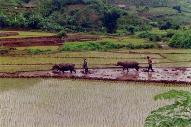 Mường
Hòa Bình,
1997
