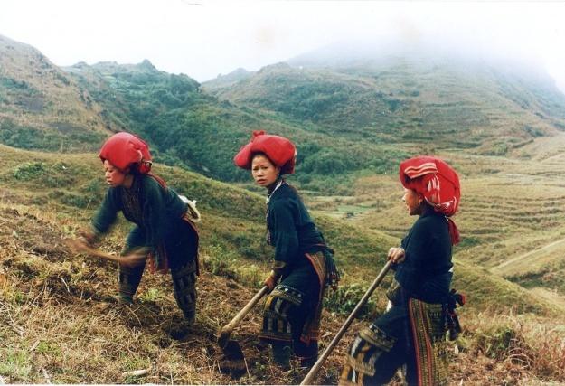 Dao (Dao đỏ)
Lào Cai
≈ 1990