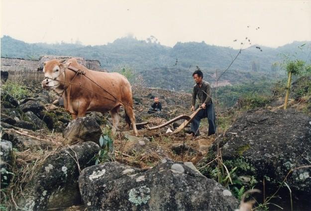 Hmông
Hà Giang
≈ 1990