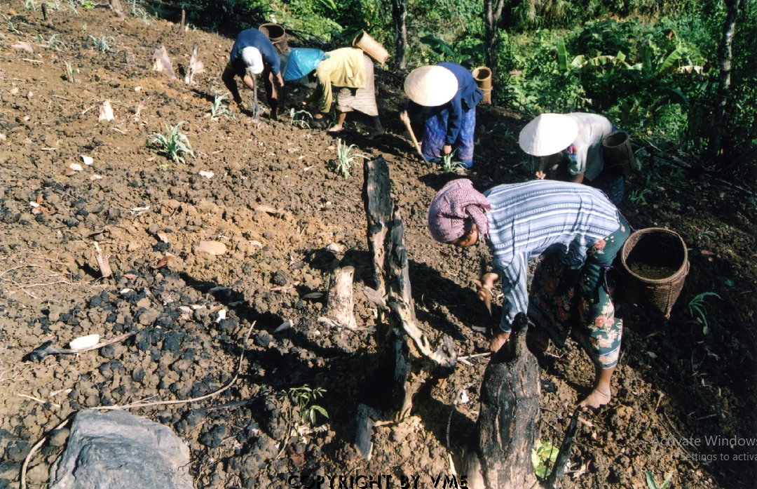 XEN CANH LÚA VÀ NGÔ TRÊN RẪY (Hướng Hóa, Quảng Trị, 2005)