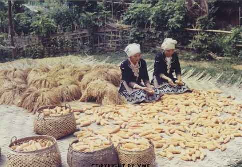 NGƯỜI DAO TIỀN TÁCH NGÔ ĐỂ PHƠI (Tuyên Quang, ~1997, TTXVN)
