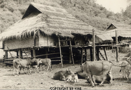 NHÀ Ở CỦA NGƯỜI CỐNG (Mường Tè, Lai Châu, 1996)