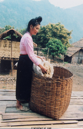 PHỤ NỮ CỐNG ĐANG CHO BÔNG LAU VÀO GIỎ (Mường Tè, Lai Châu, 2004)