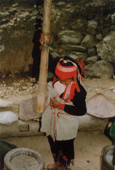 GIÃ GẠO (Mường Tè, Lai Châu, 1996)