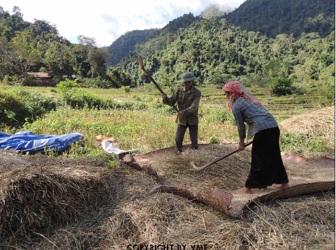 ĐẬP LÚA ĐỂ HẠT THÓC TÁCH KHỎI BÔNG (Mường Tè, Lai Châu, 2012)