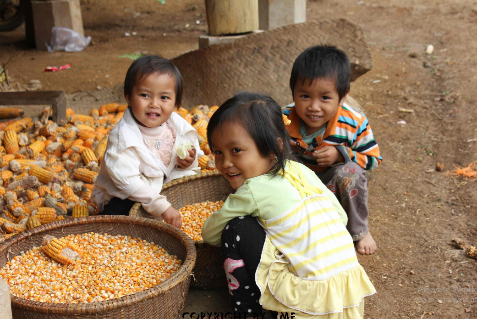 TÁCH HẠT NGÔ GIÚP GIA ĐÌNH (Yên Châu, Sơn La, 2012)