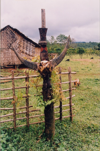 SAU LỄ ĐÂM TRÂU, NGƯỜI MẠ LẤY ĐẦU TRÂU BUỘC LÊN CÂY CỘT LỄ (Bảo Lâm, Lâm Đồng, 2004)