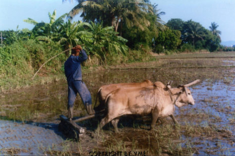 BỪA RUỘNG (Ninh Phước, Ninh Thuận, 2001)