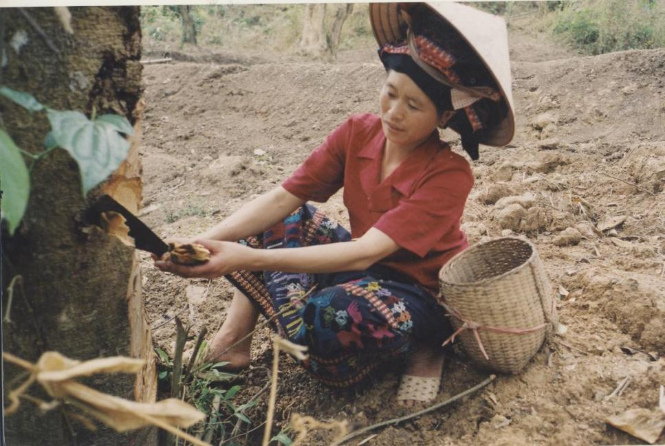 CHẶT VỎ CÂY PHẶNG ĐỂ NHUỘM SỢI MÀU VÀNG CỦA NGƯỜI LÀO (Na Sang 2, Điện Biên, 2003)