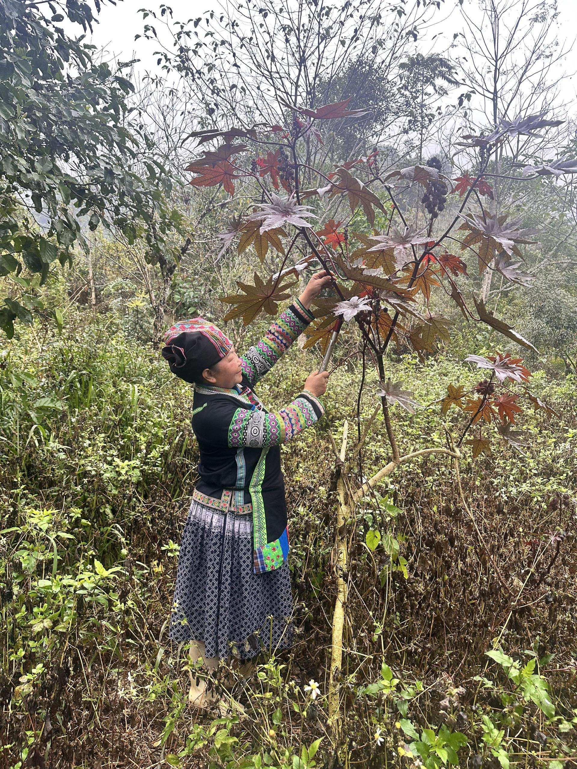 PHỤ NỮ BỐ Y HÁI CÂY THUỐC NAM ĐỂ CHỮA BỆNH (xã Quyết Tiến, Quản Bạ, Hà Giang, 2025). Ảnh: Võ Thị Mai Phương