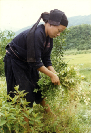 HÁI RAU RỪNG 
(Bắc Quang, Hà Giang, 1997)