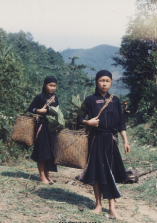 VÀO RỪNG LẤY LÁ THUỐC 
(Xín Mần, Hà Giang, 2000)