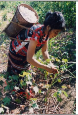 Hái bông, người Cơ-tu (Nam Giang, Quảng Nam, 2002)