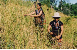 Tuốt lúa rẫy người Cơ-tu (Tây Giang, Quảng Nam, 2004)