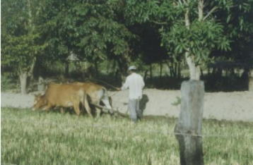 Cày ruộng nước (Ia Tul, Gia Lai, 1998)
