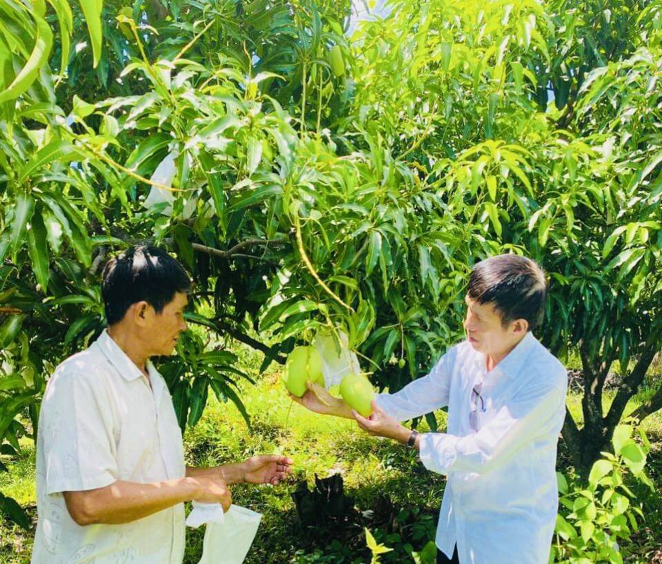 Hiệu quả từ mô hình trồng xoài hữu cơ trên đất đồi 