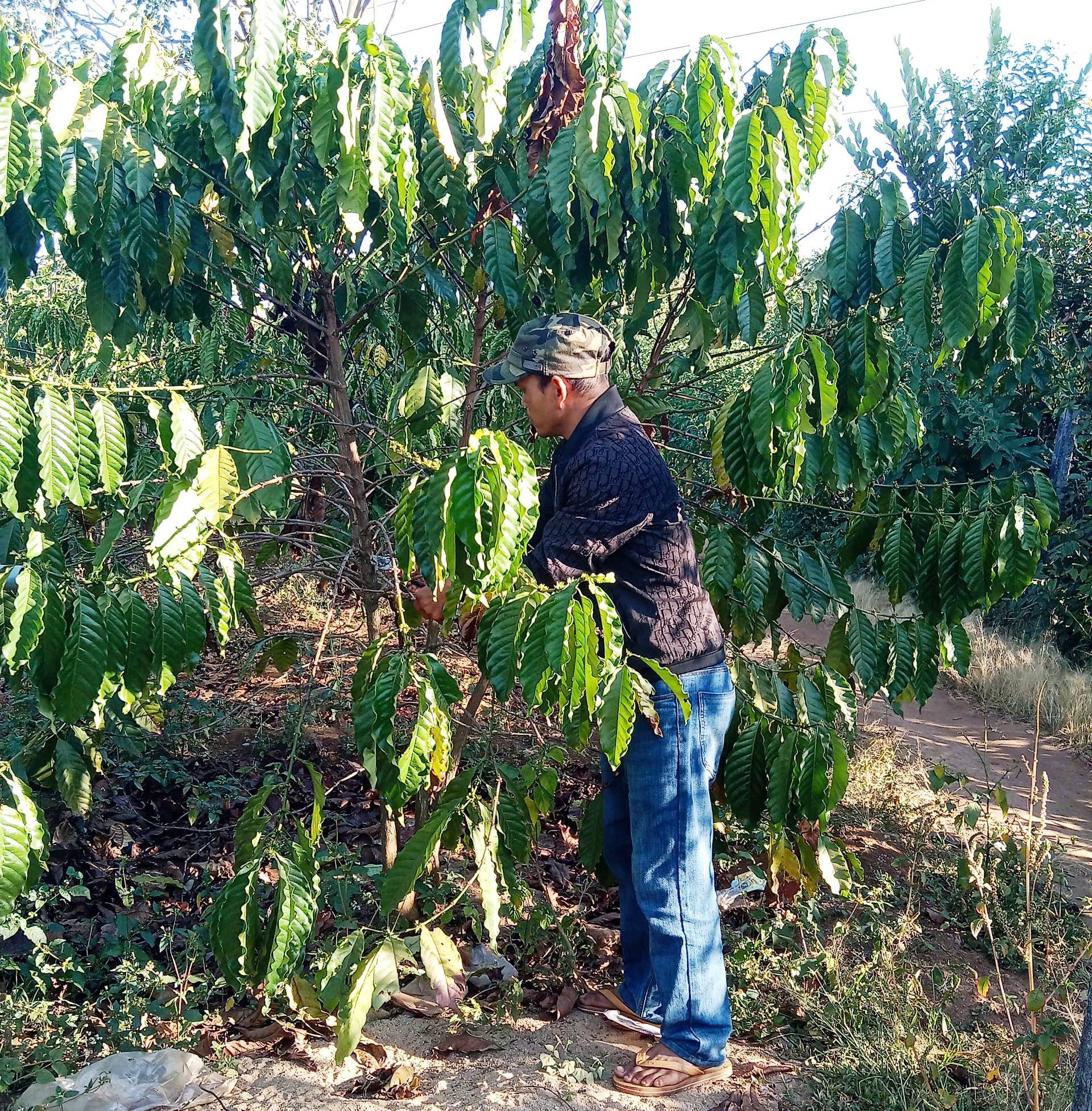 Gia Lai: Tiếp sức nông dân phát triển kinh tế từ vốn tín dụng chính sách