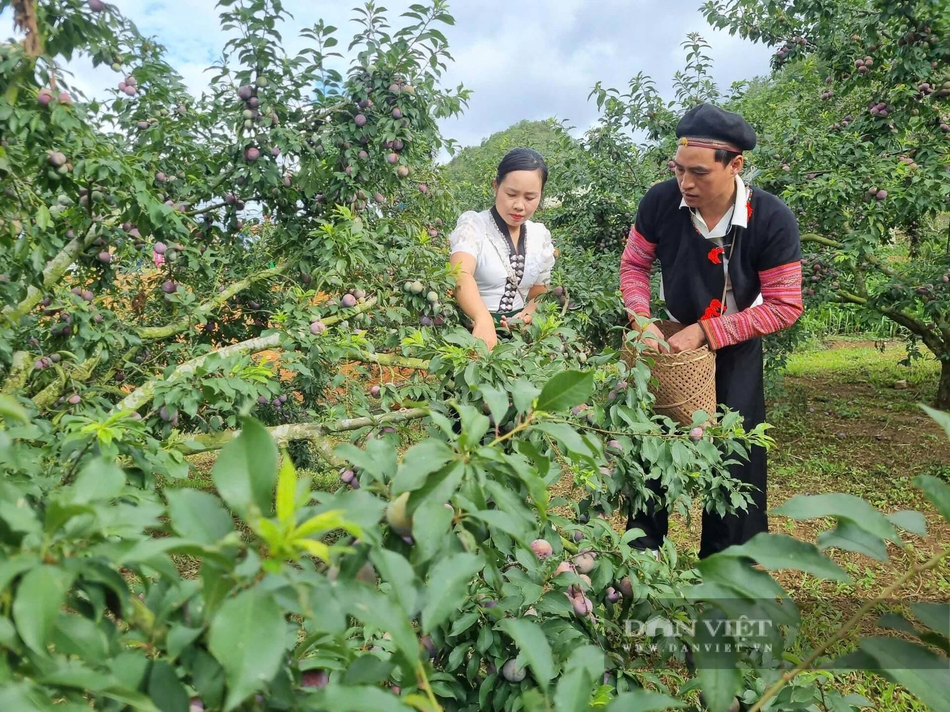 Sản xuất nông nghiệp áp dụng kỹ thuật mới, nông dân Sơn La sống khỏe nhờ ruộng, làm nương