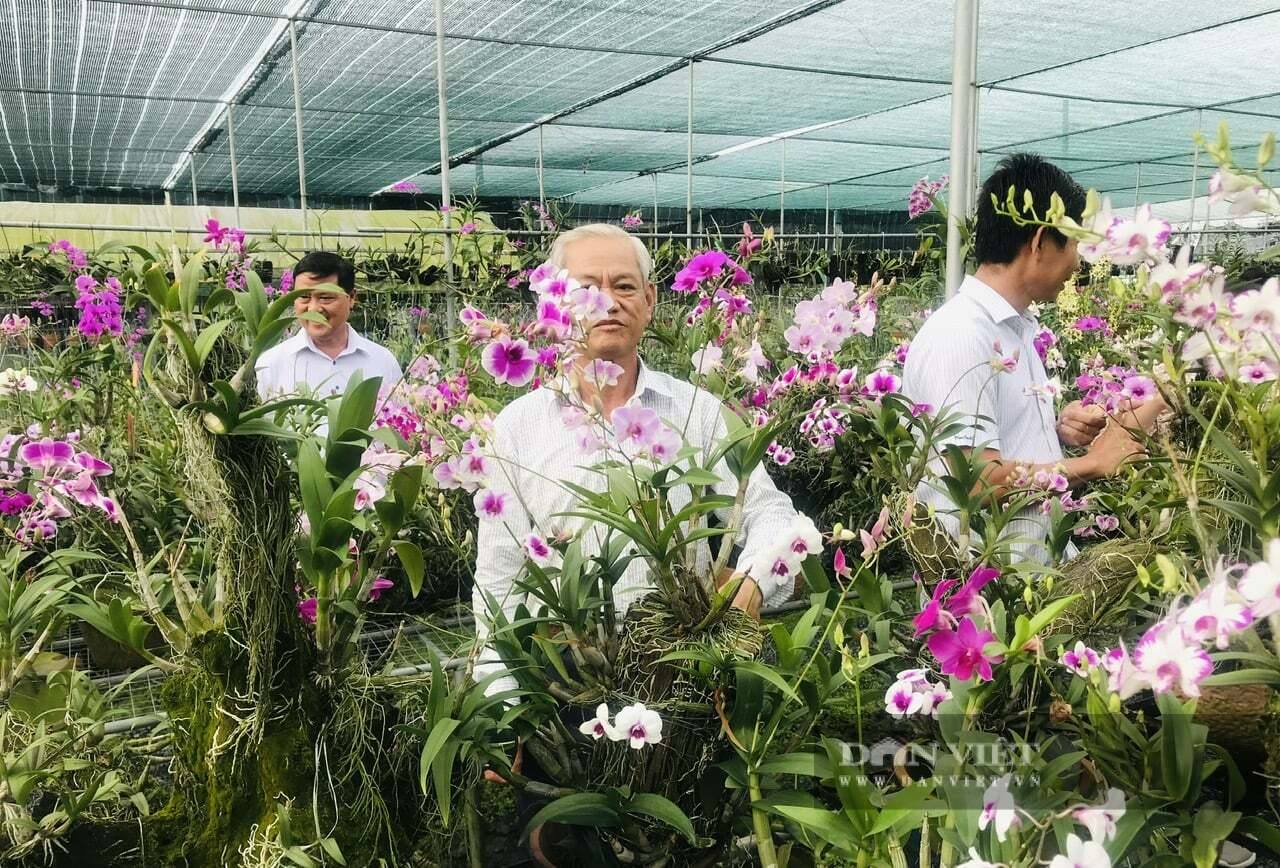 Một nông dân TPHCM trồng lan Dendro trên gỗ lũa, hoa tuôn cản chả kịp, ứng dụng công nghệ cao 