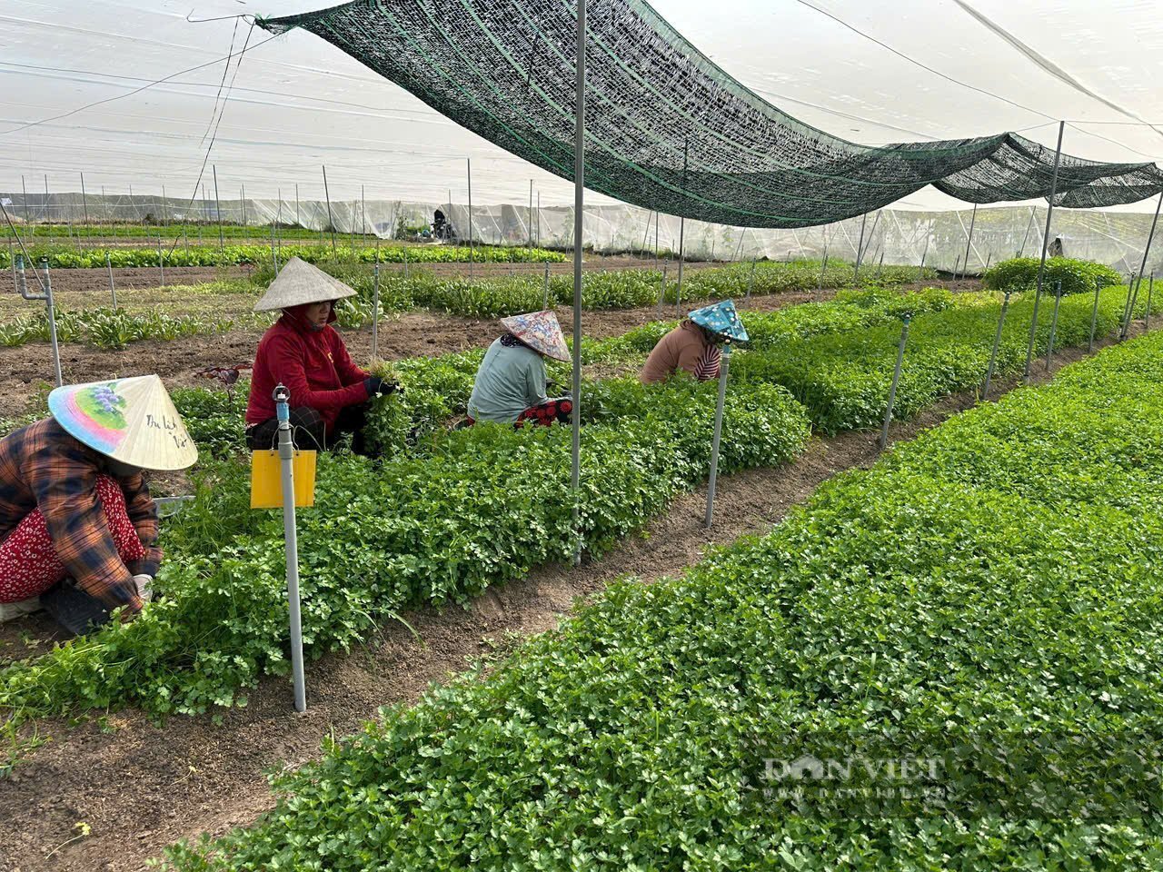 TPHCM chuyển đổi số mạnh mẽ khu vực hợp tác xã, tổ hợp tác, làm nông thôn mới thông minh 