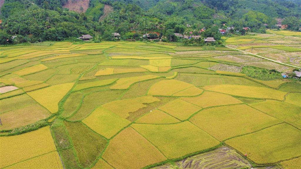 Hiệu quả mô hình “Lúa chồi” ở Khánh Hòa