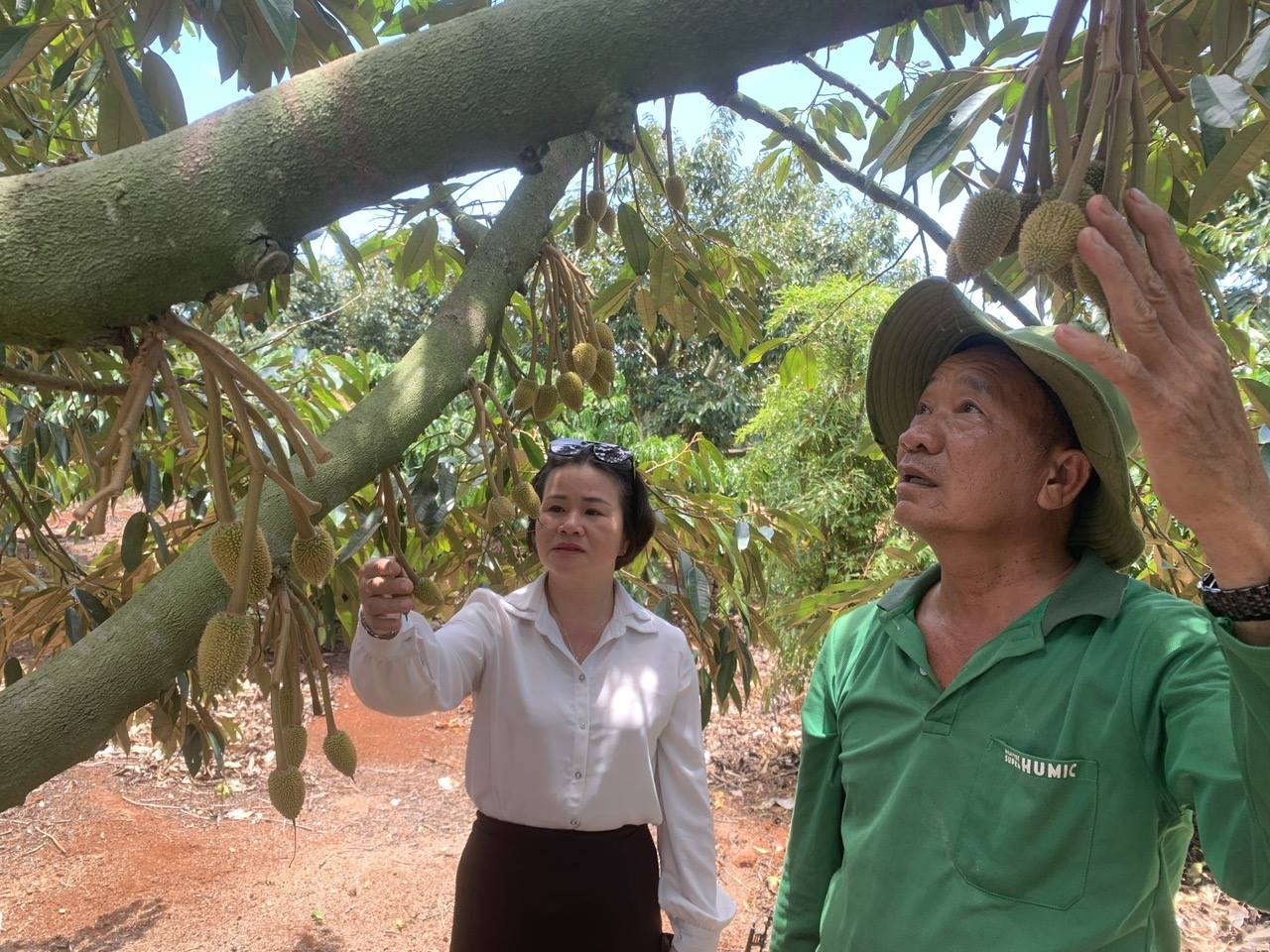 Bí quyết trồng cà phê kết hợp sầu riêng thu 4 tỷ đồng của nông dân Gia Lai