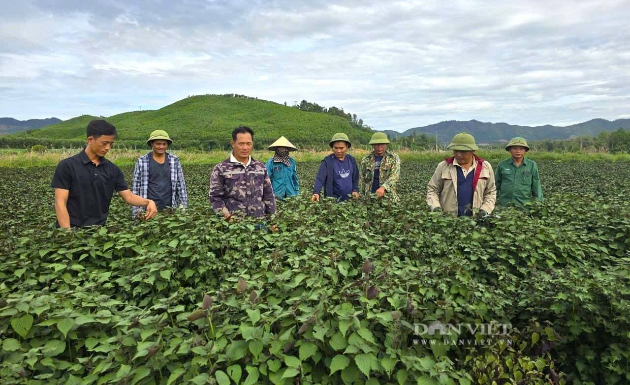 Dân một xã mới ở Nghệ An trồng bạt ngàn loại cây gia vị thơm nức, hái 3 lứa/năm, kiếm hàng trăm triệu đồng 