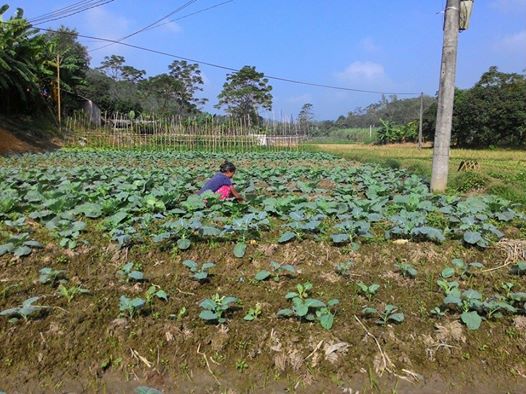 Đẩy mạnh hoạt động hỗ trợ nông dân sản xuất kinh doanh