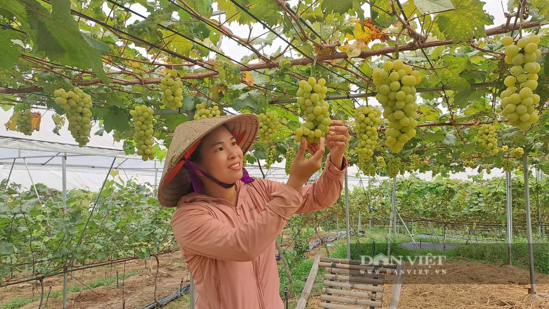 Giữa vùng chè Thái Nguyên, cặp vợ chồng trẻ gây bất ngờ với vườn nho Hàn Quốc + mô hình nông nghiệp trải nghiệm 