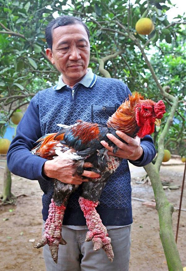 Anh-tin-bai