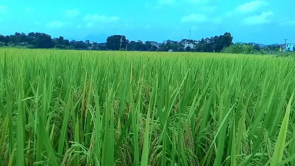 Hiệu quả phong trào nông dân thi đua sản xuất, kinh doanh giỏi