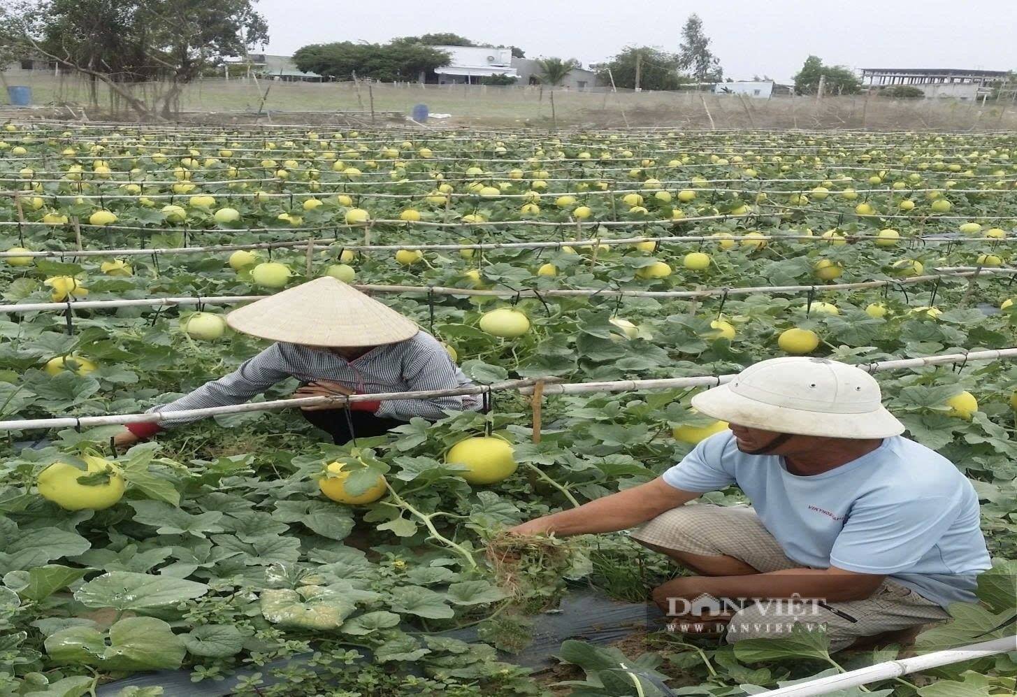 Xã Hồ Tràm ở TPHCM, Hội hỗ trợ vốn, kiến thức giúp hội viên vươn lên làm giàu, nông thôn mới trù phú hẳn lên 
