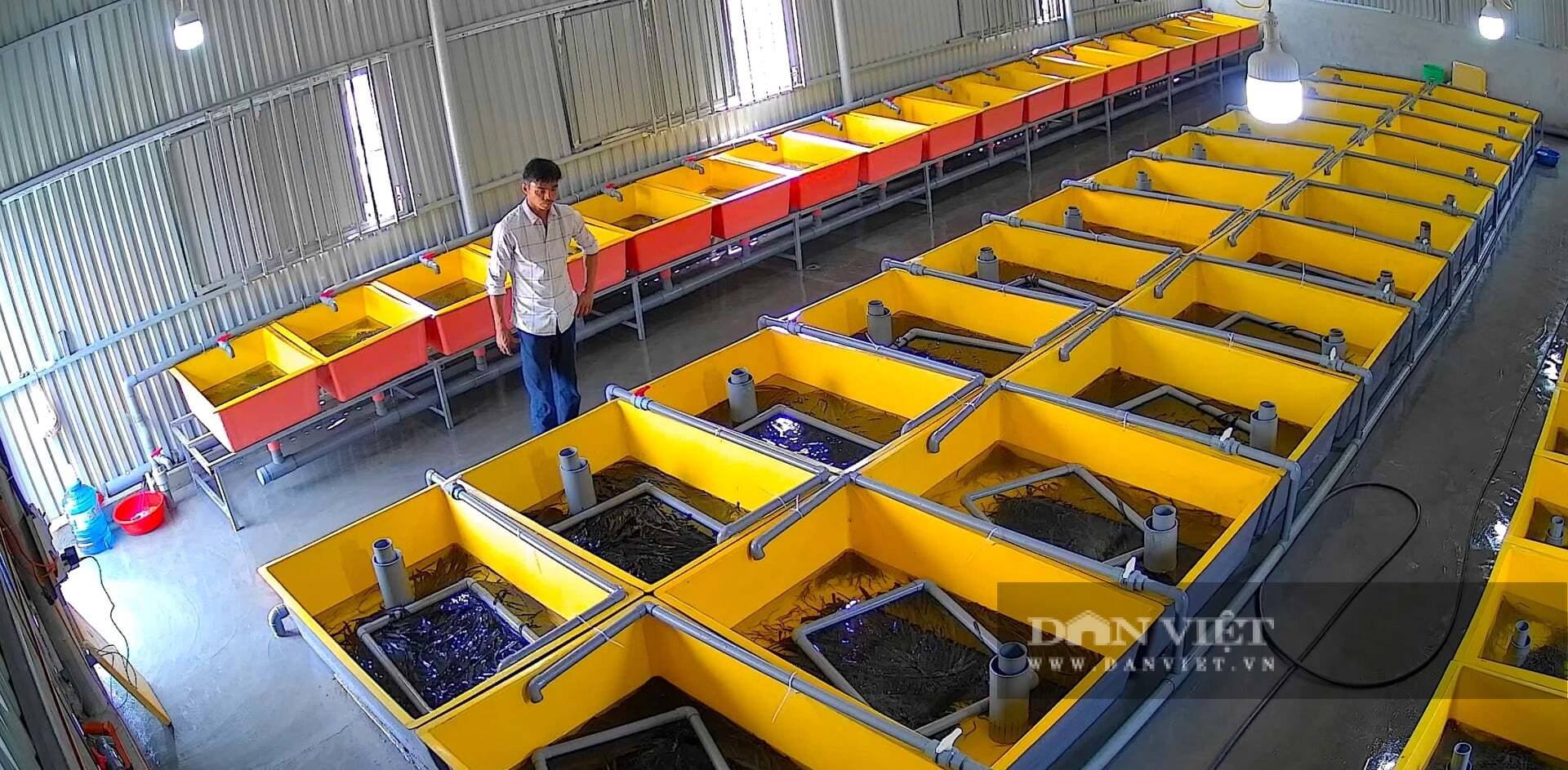Trai phường ở Hà Tĩnh hé lộ "cách ghép" để con lươn "yêu nhau", lươn mẹ đẻ trứng "ầm ầm", tự ấp nở, tự nuôi con 