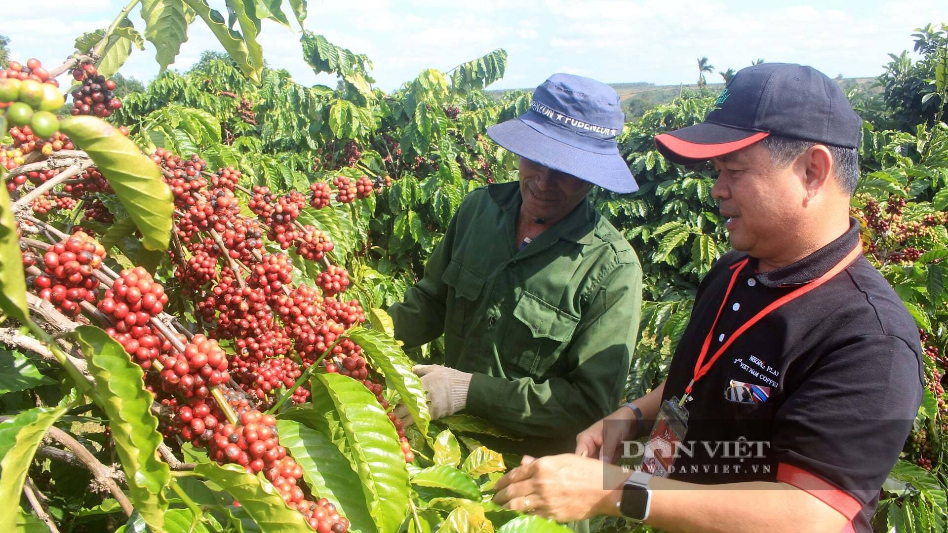 Cành lá cà phê xưa cứ bỏ đi, nay thành "vàng gì", giúp cà phê Việt Nam giảm phát thải, tăng giá trị, vì sao vậy? 