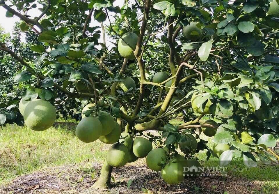 "Biến" 1,2 ha đất bỏ hoang thành vườn quả ngon ngọt, ông nông dân TPHCM thu 1/2 tỷ/năm 
